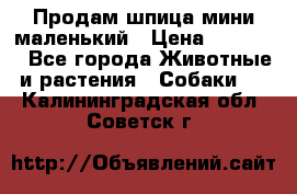 Продам шпица мини маленький › Цена ­ 15 000 - Все города Животные и растения » Собаки   . Калининградская обл.,Советск г.